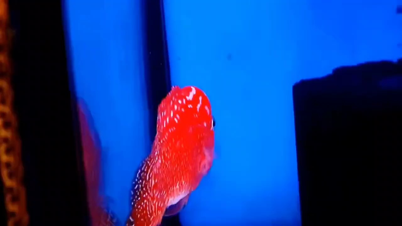 2025-7-20購買