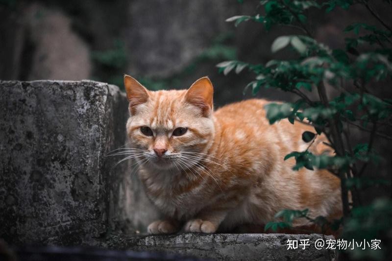 老人說貓不請自來兆頭