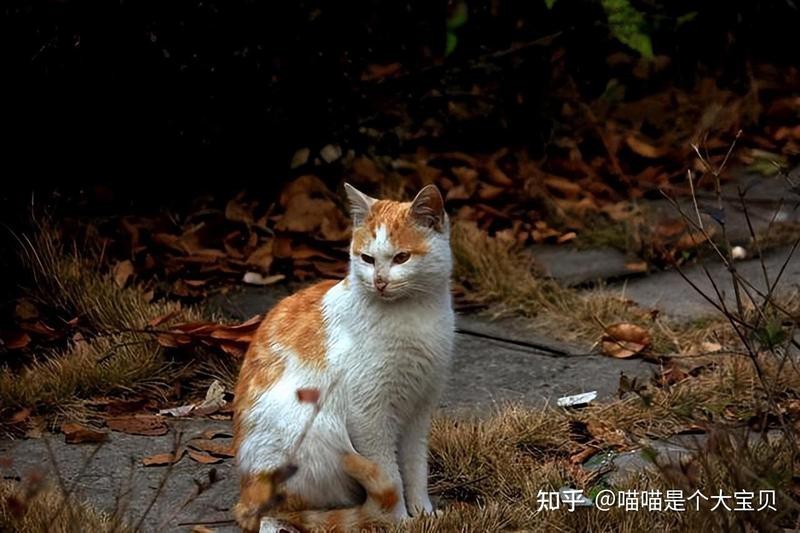 老人說貓不請自來兆頭