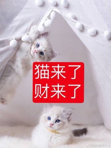 老人說貓不請自來兆頭