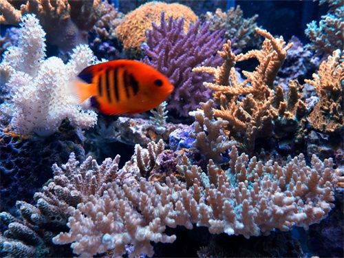 魚缸珊瑚造景要多少錢：不同種類和價格的魚缸珊瑚造景供你參考