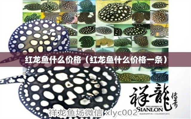 紅龍魚什么價格好養：紅龍魚市場價格最新動態,紅龍魚飼養環境要求,如何鑒別紅龍魚品質？