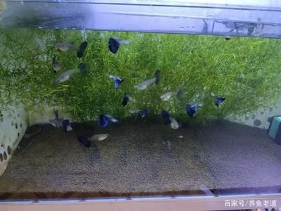 小魚缸養魚需要考慮到小魚缸的大小、水質等因素：如何為小魚缸選擇合適的魚種