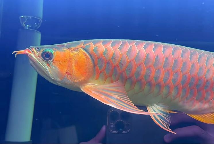 如何辨別鳳凰龍魚的真偽？