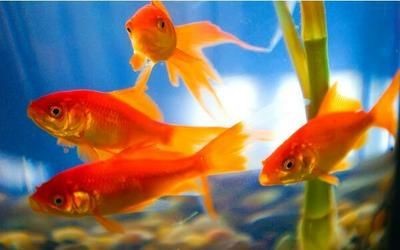 如何選擇魚缸顏色增旺家居？：魚缸顏色與家居風(fēng)格搭配技巧
