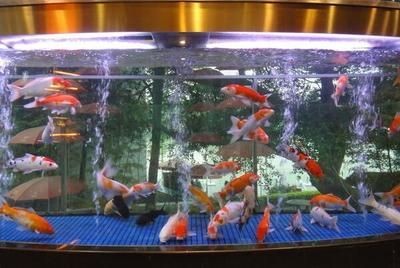 如何選擇魚缸顏色增旺家居？：魚缸顏色與家居風(fēng)格搭配技巧