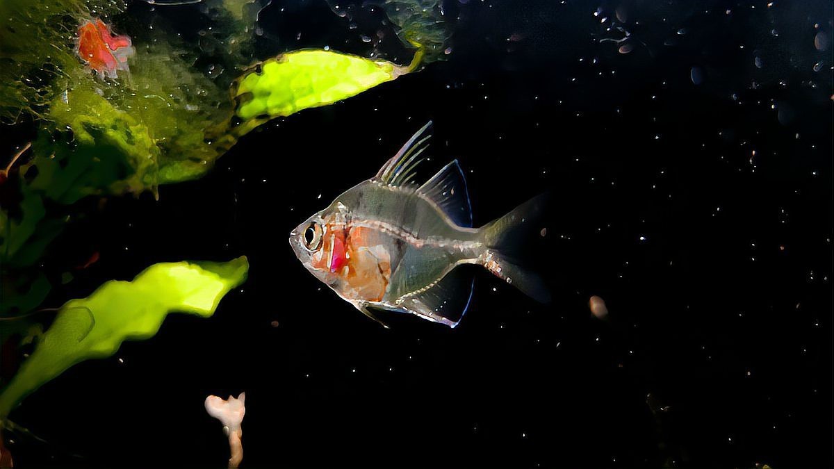 夜間魚跳缸的預兆 夜間魚跳缸的預兆 龍魚論壇 第1張
