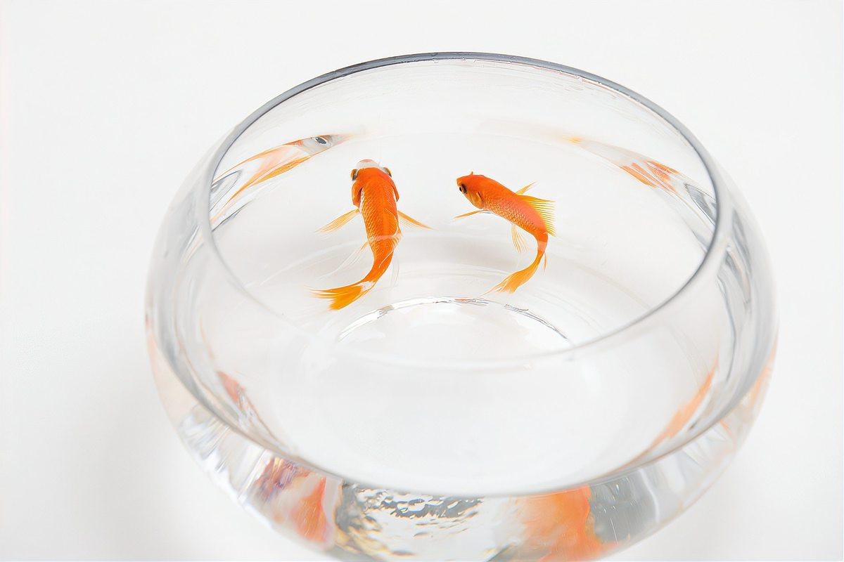 夜間魚跳缸的預兆 夜間魚跳缸的預兆 龍魚論壇 第4張