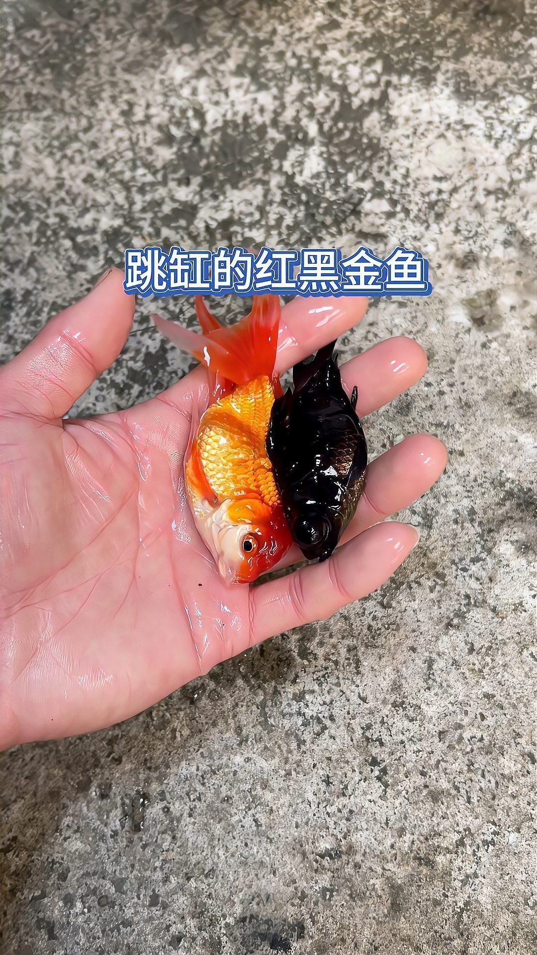 夜間魚跳缸的預兆 夜間魚跳缸的預兆 龍魚論壇 第7張