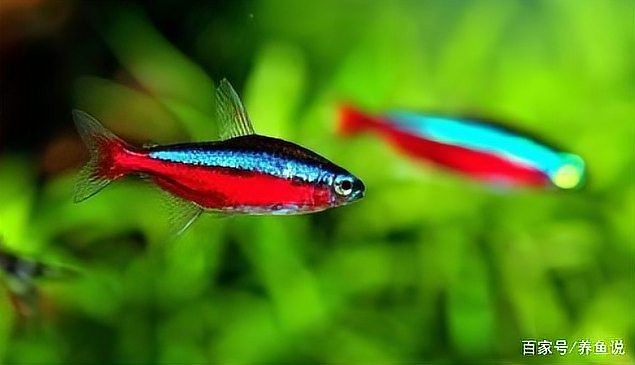 夜間魚跳缸的預兆 夜間魚跳缸的預兆 龍魚論壇 第11張