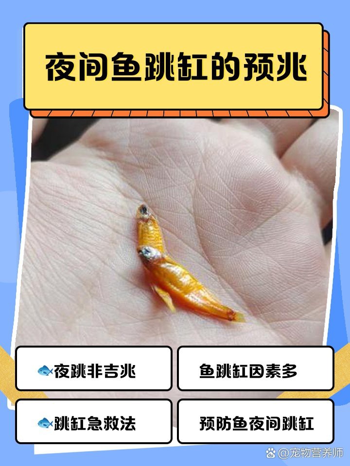夜間魚跳缸的預兆 夜間魚跳缸的預兆 龍魚論壇 第12張