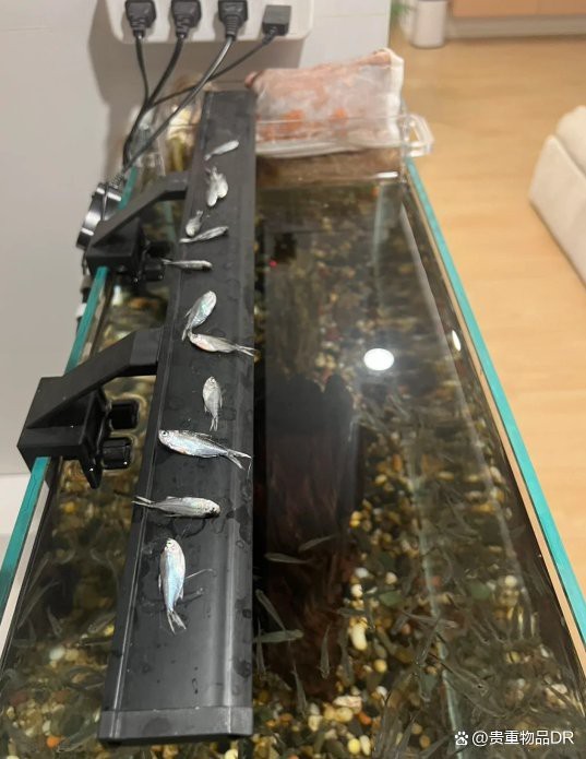夜間魚跳缸的預兆 夜間魚跳缸的預兆 龍魚論壇 第10張