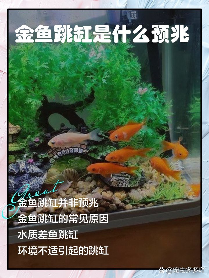 夜間魚跳缸的預兆 夜間魚跳缸的預兆 龍魚論壇 第13張