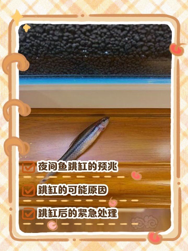 夜間魚跳缸的預兆 夜間魚跳缸的預兆 龍魚論壇 第8張