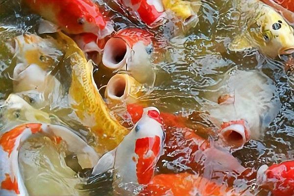 夜間魚跳缸的預兆 夜間魚跳缸的預兆 龍魚論壇 第9張