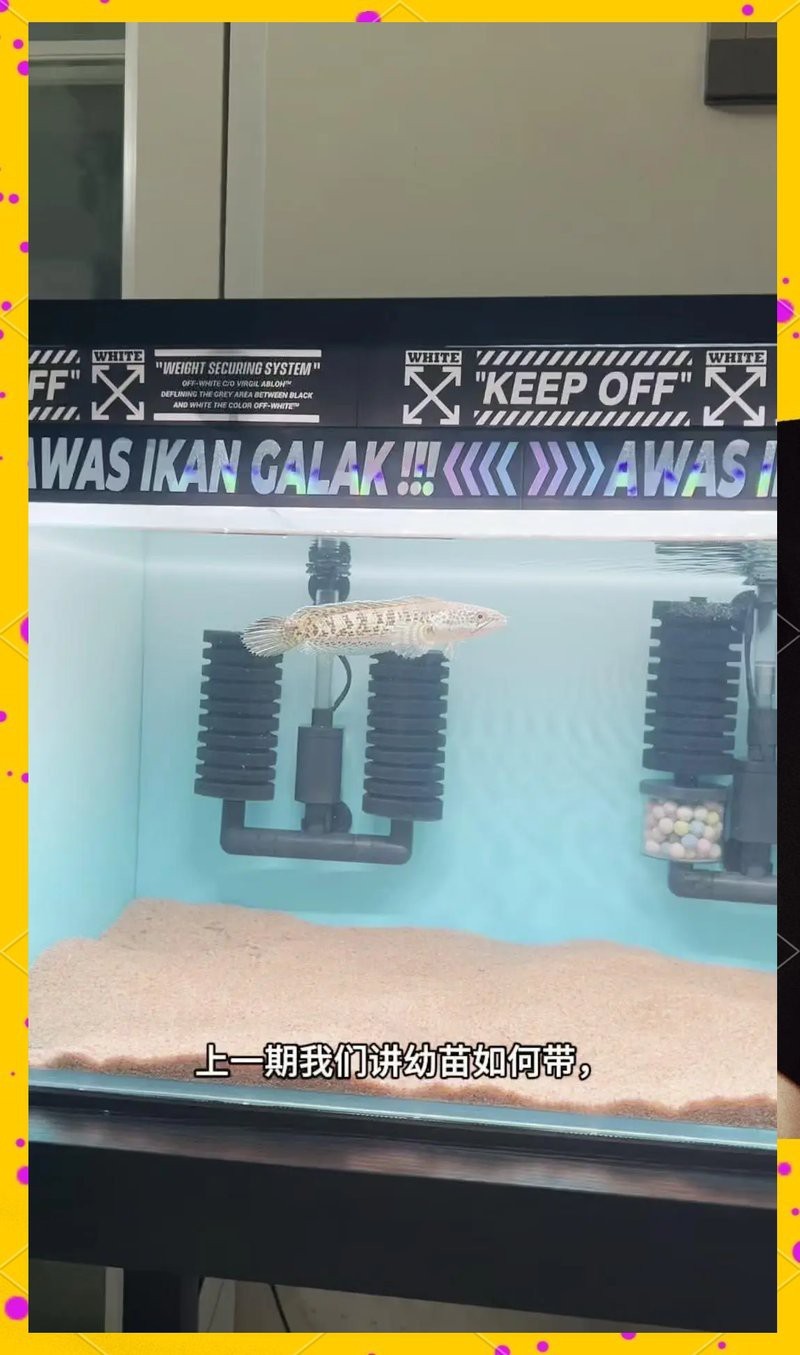 怎么訓(xùn)練龍魚不怕人