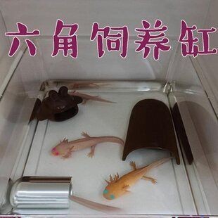 六角恐龍魚專用魚缸：專為六角恐龍魚設計的魚缸