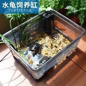 六角恐龍魚專用魚缸：專為六角恐龍魚設計的魚缸