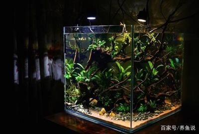 觀賞魚缸種類有哪些（全球觀賞魚文化探秘觀賞魚文化探秘觀賞魚文化探秘）