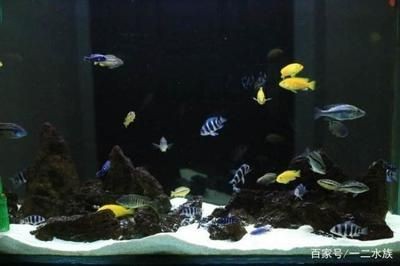 魚缸放水技巧大揭秘魚缸放水技巧大揭秘想要快速而有效地放水：定制魚缸放水技巧大揭秘 魚缸放水技巧大揭秘魚缸放水技巧大揭秘想要快速而有效地放水：定制魚缸放水技巧大揭秘 魚缸百科 第1張