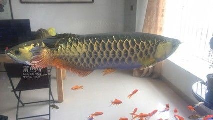 金龍魚一年能長多大，如何判斷金龍魚生長健康
