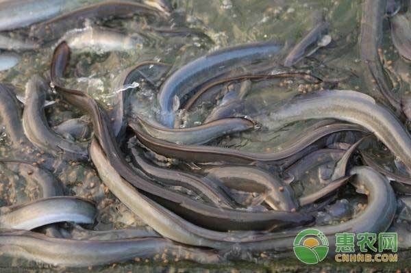 海鰻在魚缸怎么養（如何在魚缸中飼養海鰻）