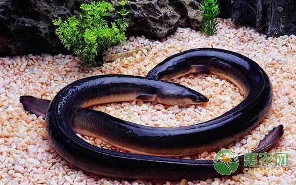 海鰻在魚缸怎么養（如何在魚缸中飼養海鰻）