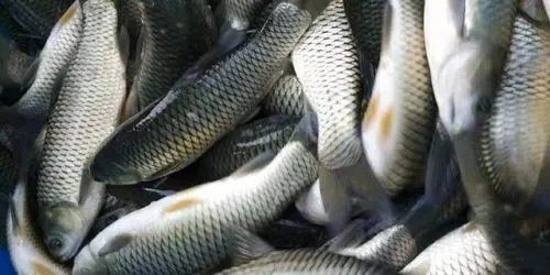 混養魚配魚最簡單三個步驟