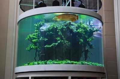 龍魚缸布景：龍魚缸布景設計