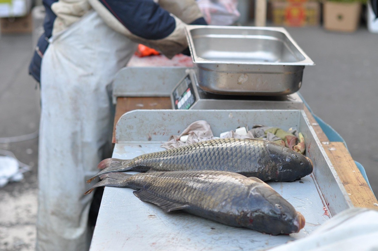 四種人不宜吃魚毛 四種人不宜吃魚毛 龍魚論壇 第1張