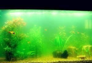 牙克石市魚寵水族寵物館（牙克石觀賞魚店）