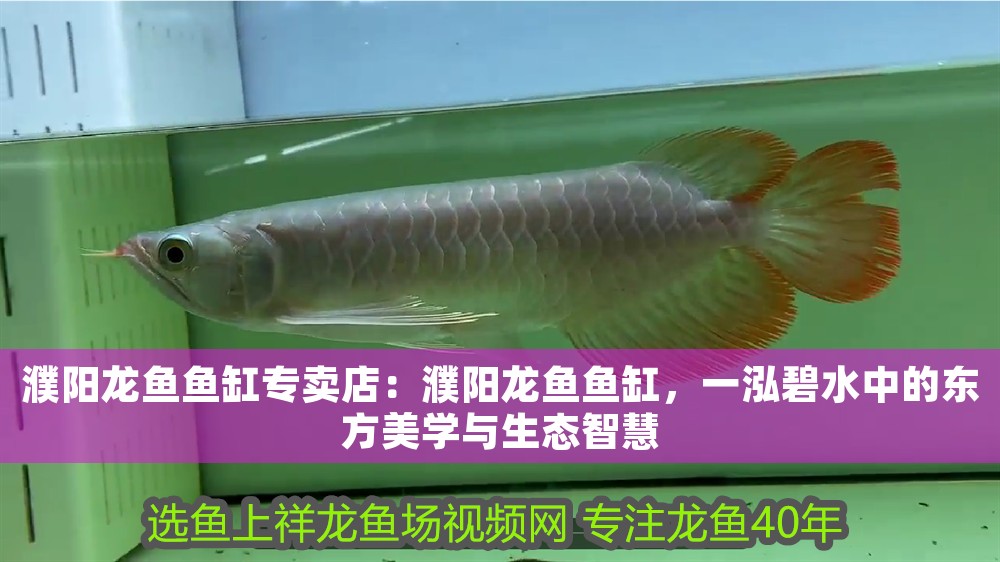 濮陽龍魚魚缸專賣店：濮陽龍魚魚缸，一泓碧水中的東方美學(xué)與生態(tài)智慧