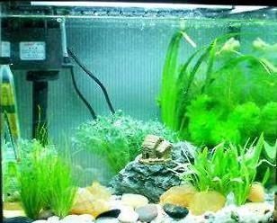 魚缸換水后出現(xiàn)大量微小氣泡是怎么回事：剛換完水魚缸里出現(xiàn)大量微小氣泡可能是什么原因引起的