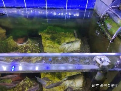 魚缸換水后出現(xiàn)大量微小氣泡是怎么回事：剛換完水魚缸里出現(xiàn)大量微小氣泡可能是什么原因引起的