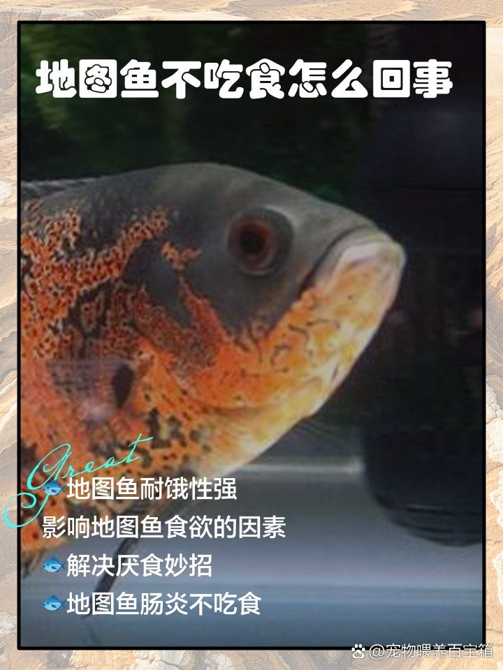 將樂龍魚的最佳飼養(yǎng)條件是什么，樂龍魚的最佳飼養(yǎng)條件