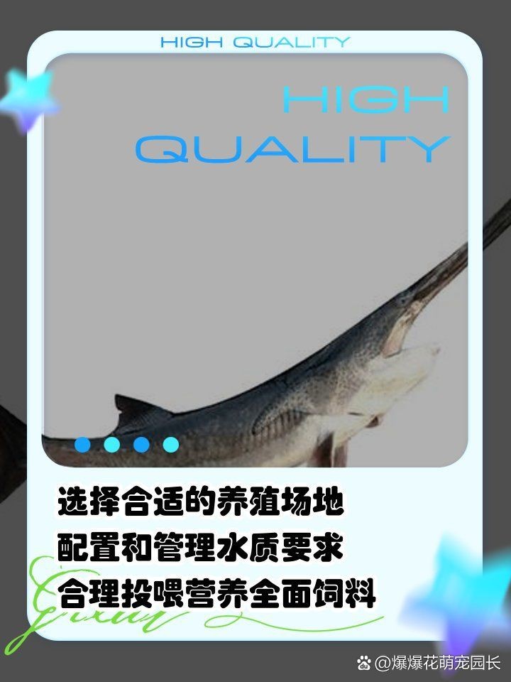 虎紋鴨嘴最忌三種東西 龍魚論壇 第5張 虎紋鴨嘴最忌三種東西 虎紋鴨嘴最忌三種東西 龍魚論壇 第5張