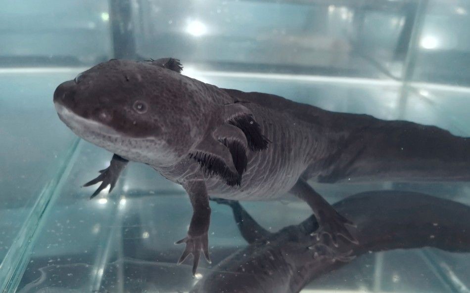 六角恐龍魚死亡前兆，六角恐龍魚死亡前可能出現的一些征兆