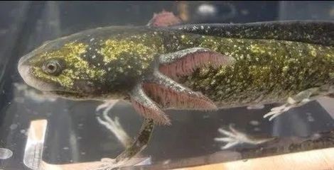 六角恐龍魚死亡前兆，六角恐龍魚死亡前可能出現的一些征兆