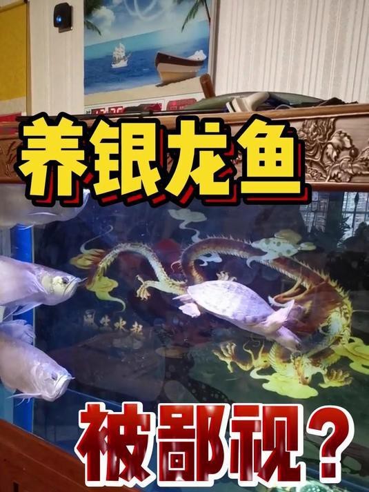 銀龍魚是如何與罵人聯系起來的？