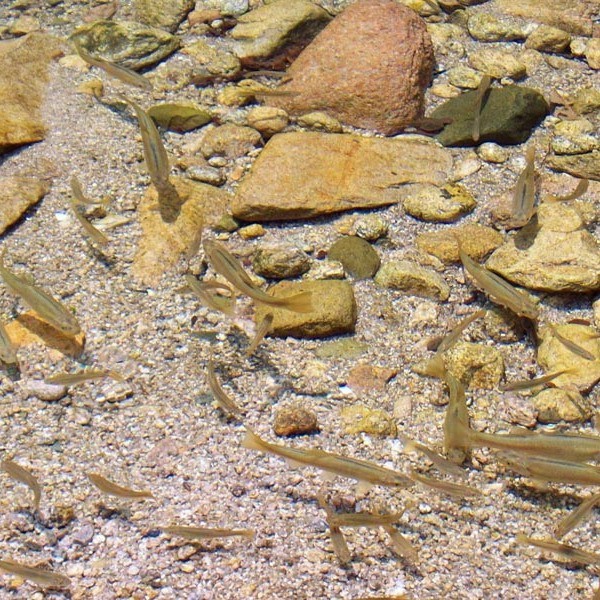 青島本地魚品種圖片