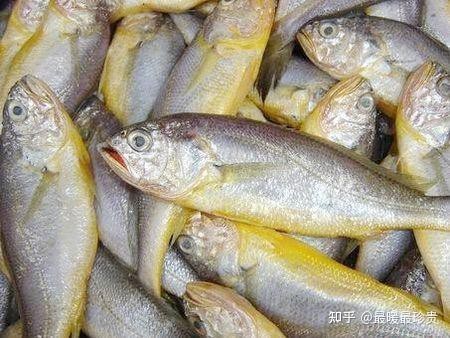 青島本地魚品種圖片