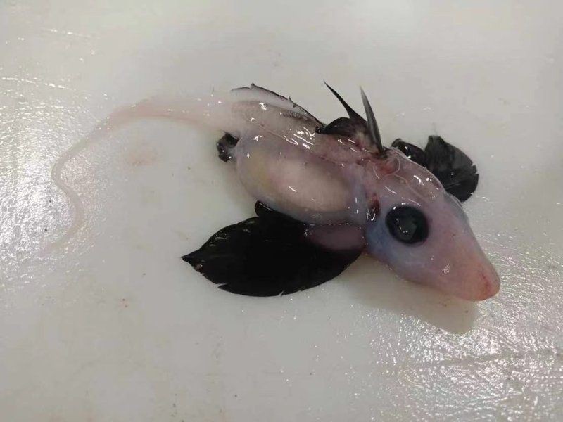 鬼鯊真實存在嗎