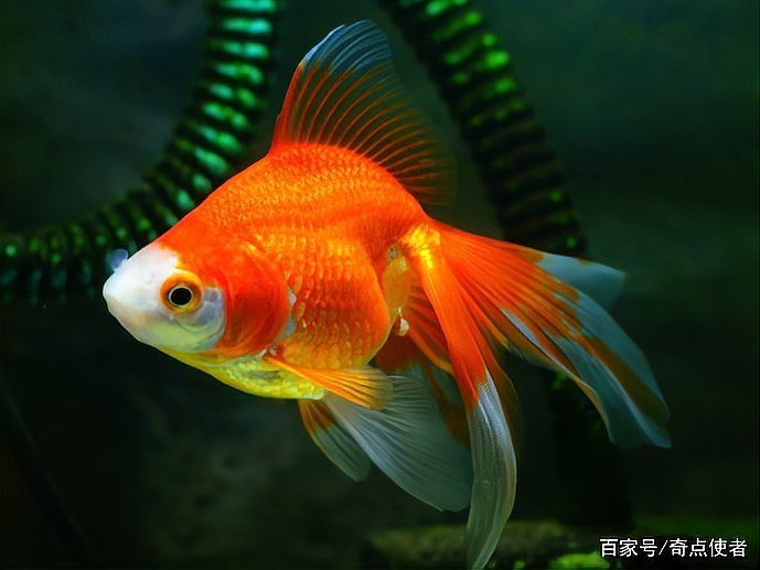 金龍魚記憶能力有多強？ 金龍魚記憶能力有多強？ 龍魚論壇 第1張
