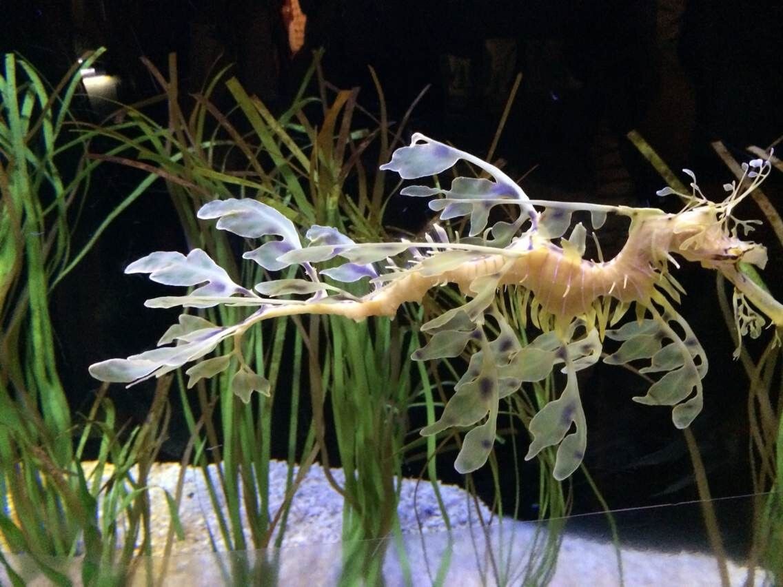 龍魚吃草嗎：龍魚會吃草嗎？