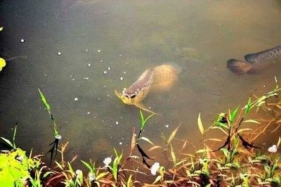 龍魚吃草嗎：龍魚會吃草嗎？
