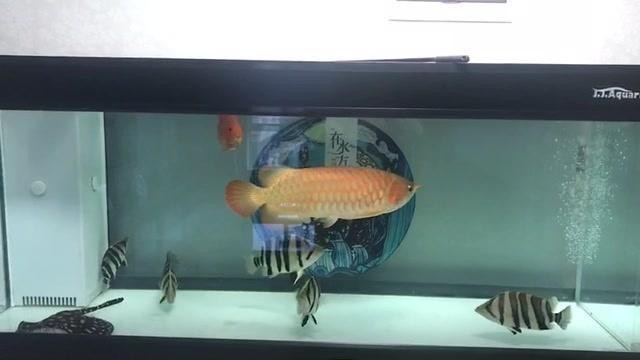 遵化市天之潤潤澤觀賞魚店