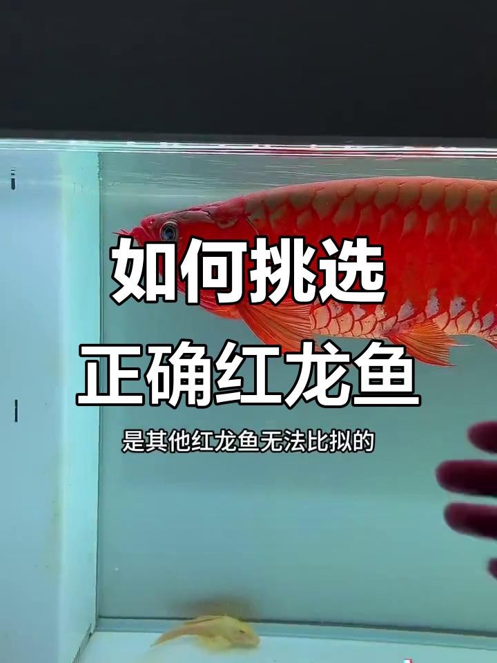 給我更多關于紅龍魚的信息