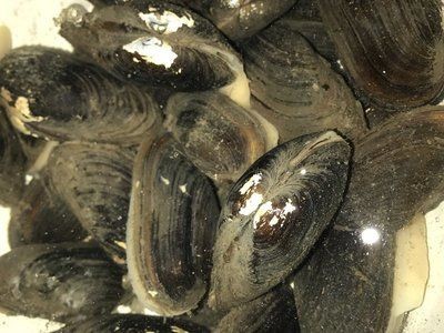 魚缸養河蚌需要換水嗎？：魚缸養河蚌需要多久換一次水？