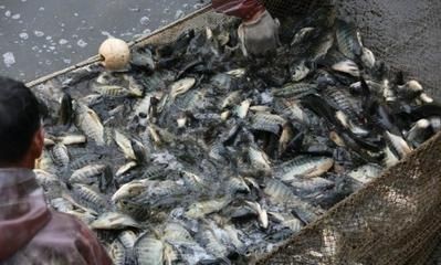 龍魚在哪里抓：《洛克王國》龍魚的捕捉地點(diǎn)主要集中在特定的地理區(qū)域內(nèi)