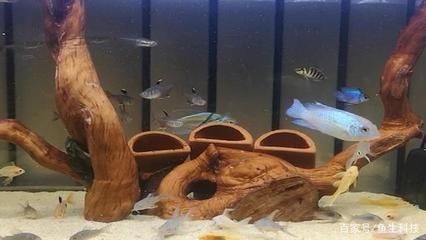觀賞魚換水的頻率是固定的，它會受到多種因素的影響：觀賞魚換水的頻率可以根據以下幾個方面進行調整